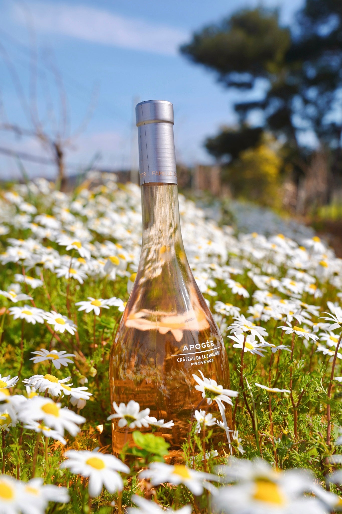 Apogée Rosé